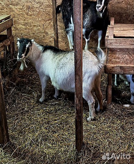 Козлики и козы Камори. Камерунские козлята