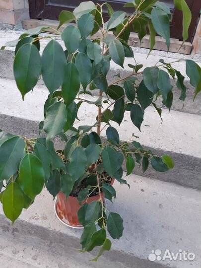 Фикус бенджамина