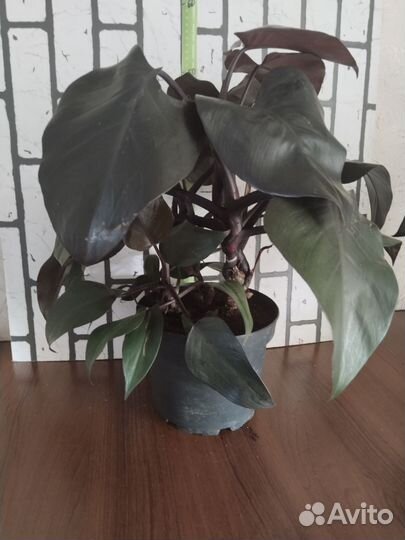 Филодендрон Нью Ред