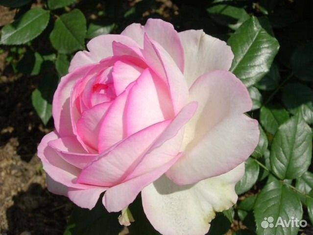 Растения для сада