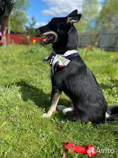 Щенок в добрые руки