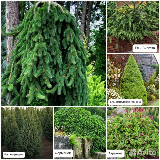 Хвойные растения