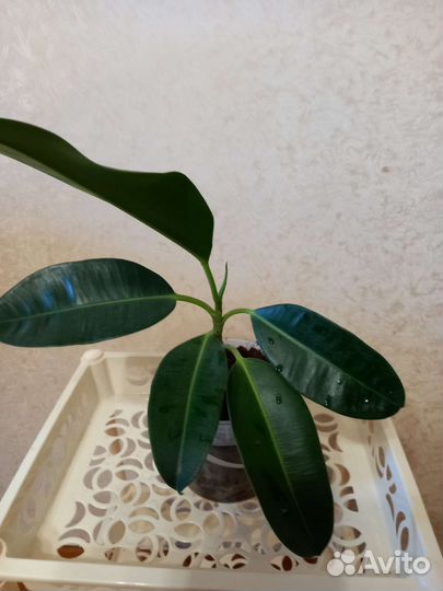 Комнатная мята.Фикус.Монстера