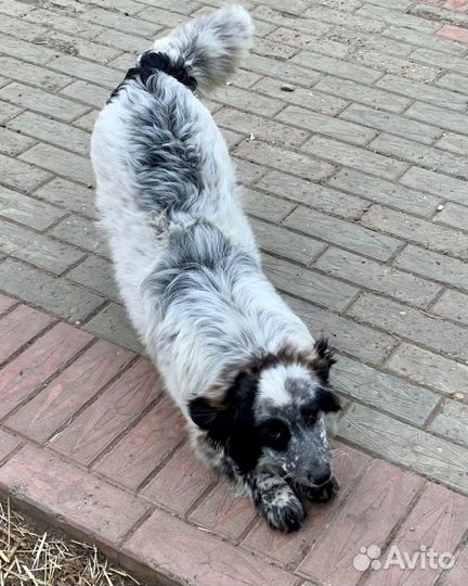 Щенок в добрые руки