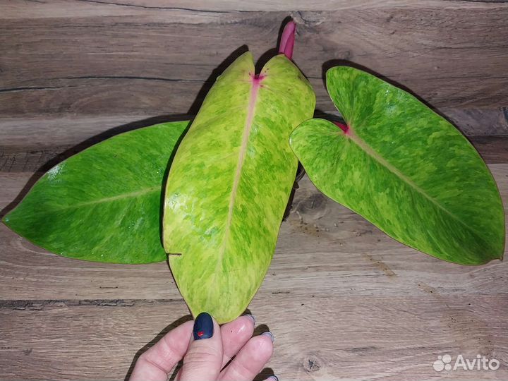 Домашние растения цветы