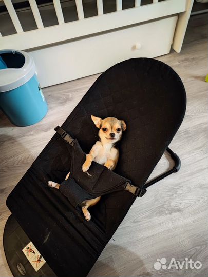 Вязка чихуахуа