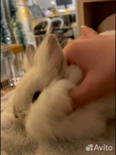 Декоративный кролик