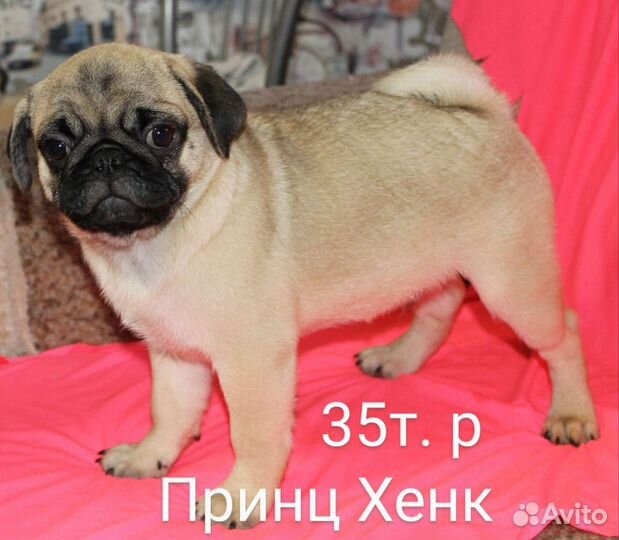 Щенки мопса