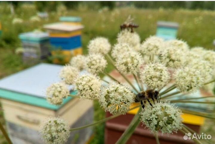 Дягилевый таежный мед (кто ждал-звоните) доставка