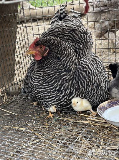 Курица с цыплятами