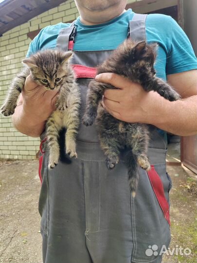 Отдам котят в добрые руки