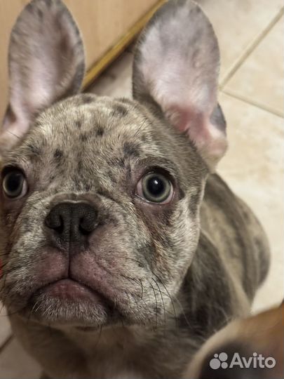 Фоанцузкий бульдог щенок
