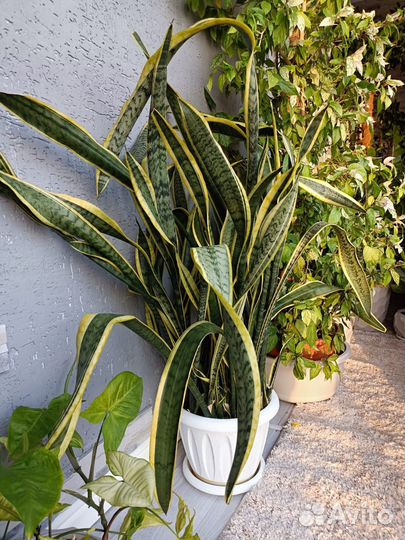 Сансевиерия Лауренти