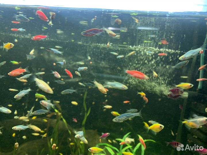 Аквариумные рыбки данио