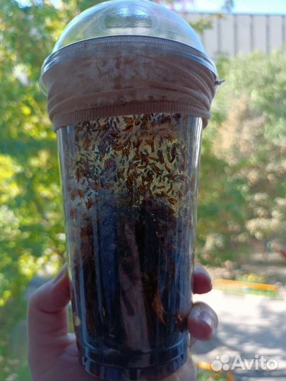 Дрозофила, богомолы