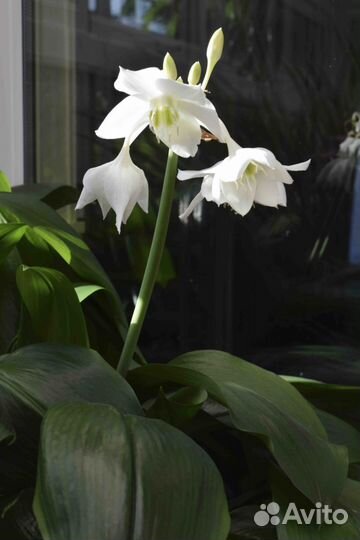 Эухарис амазонская лилия