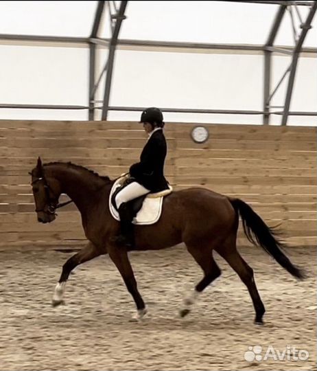 Ганноверская лошадь