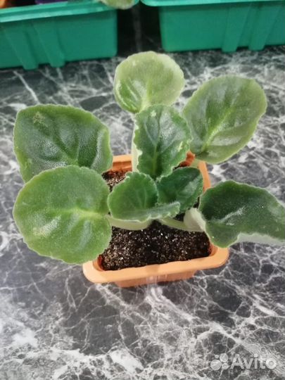 Черный принц