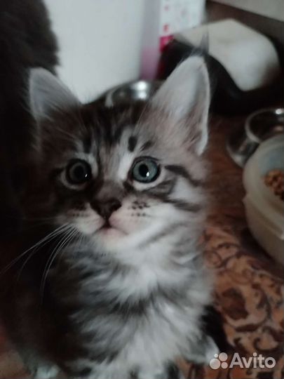 Котята мейн-кун