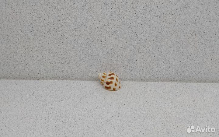 Бабилония 4,1 морская ракушка раковина