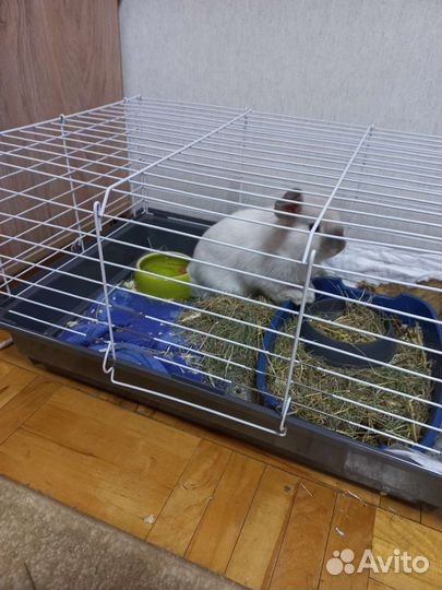 Вязка кроликов