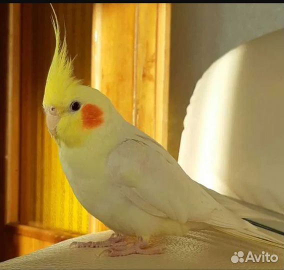 Попугай корелла девочка