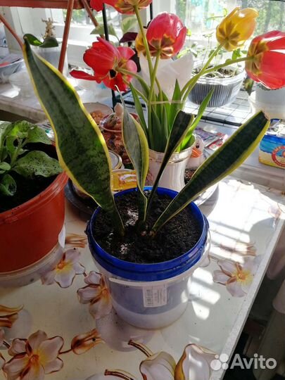 Сансевиерия