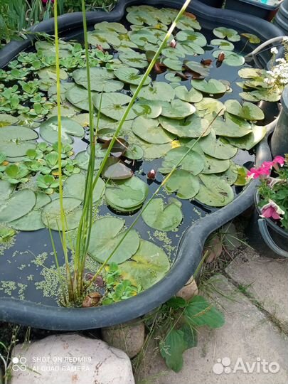Нимфея (водная лилия)растения для пруда