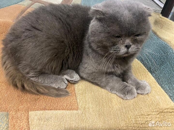Шотландская кошка