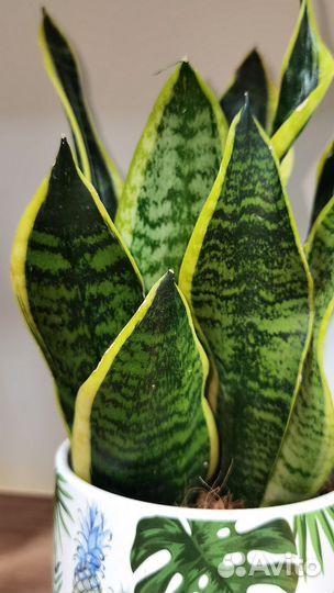 Сортовые Сансевиерии в ассортименте
