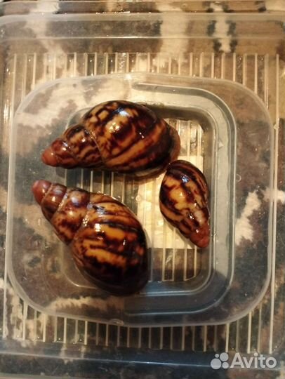 Улитки разных видов