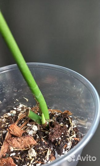 Рафидофора декурсива