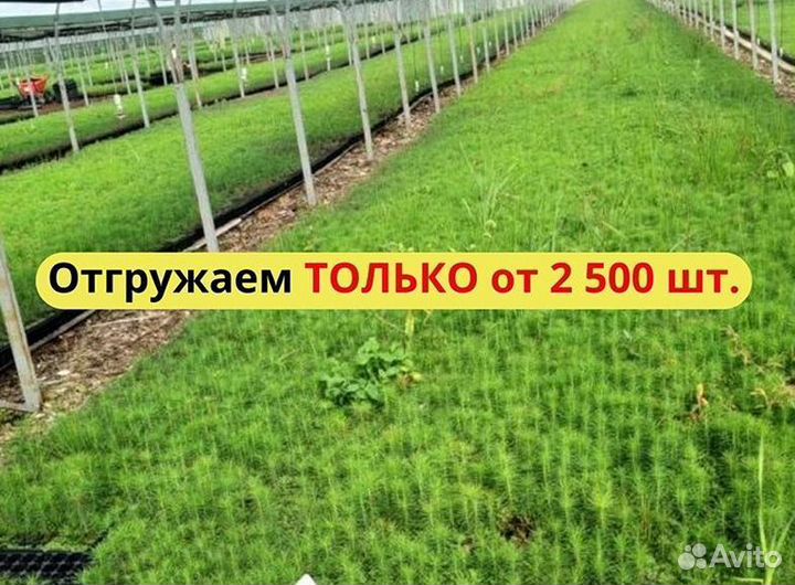 Сеянцы сосны зкс оптом