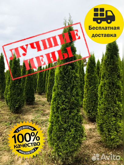 Туя голден глоб