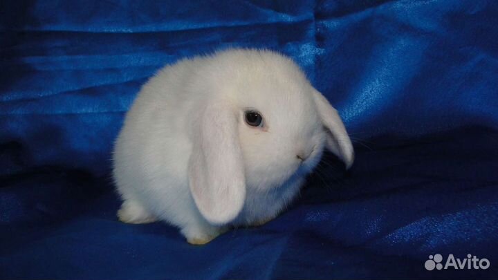 Самый маленький белоснежный крольчонок