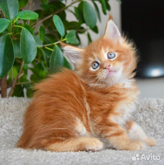 Котята Мейн Кун