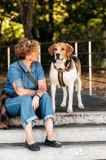 Собака в добрые руки