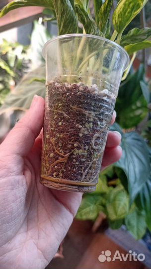 Эпипремнум годзилла вар