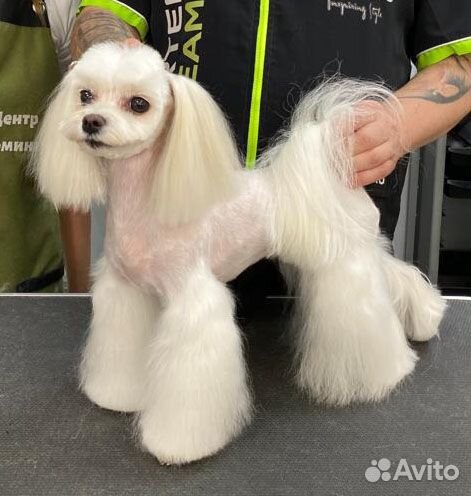 Стрижка собак и кошек (Грумер)