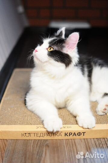 Отдаю чудесного котика в добрые руки