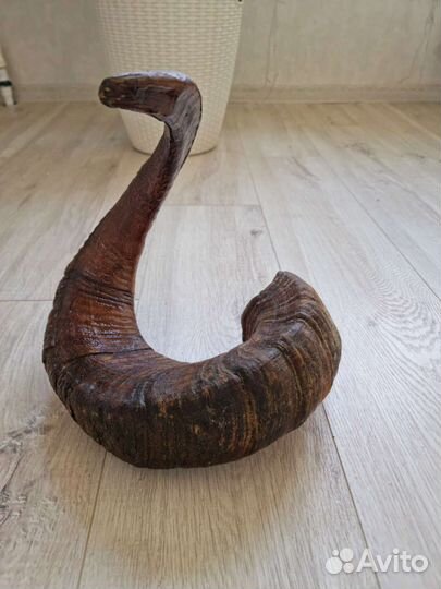 Рог горного барана