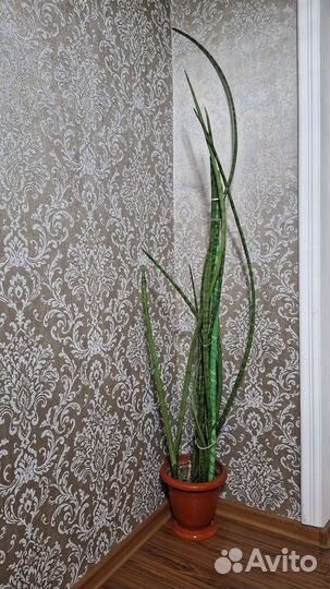 Сансевиерия цилиндрика