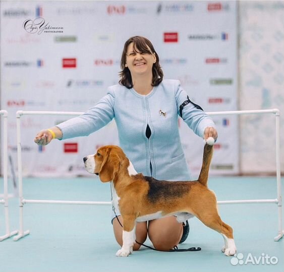 Бигль чемпион вязка