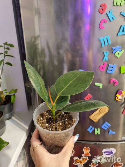 Фикус каучуконосный