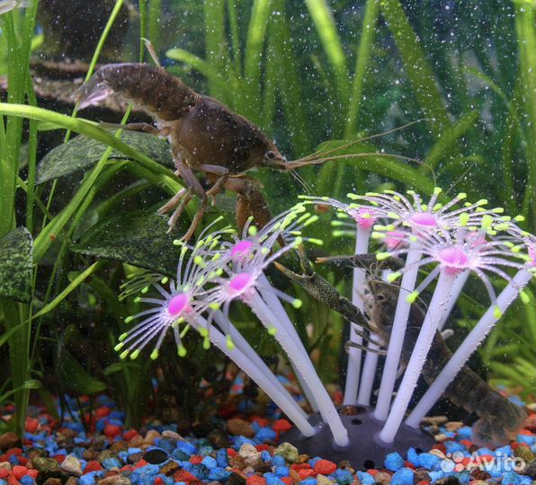 Аквариумные раки