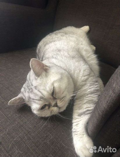 Передержка кошек