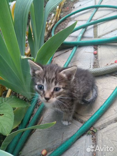 Котята в добрые руки бесплатно мальчик