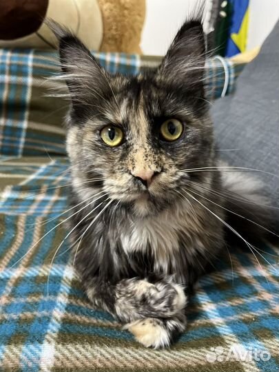 Мейн-кун вязка