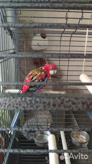 Передержка животных