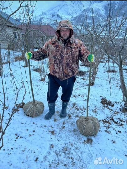 Туя,ель,елка,береза,липа итд